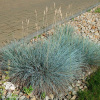 Festuca glauca Elijah Blue Овсяница сизая Элайджа Блю фото 1 