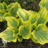 Хоста гибридная Маджести фото 3 