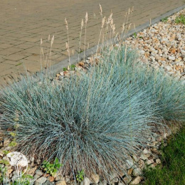 Festuca glauca Elijah Blue Овсяница сизая Элайджа Блю