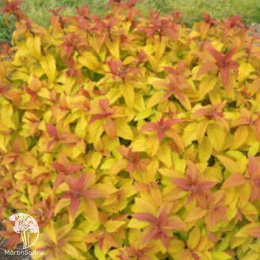 Спирея японская Мерло Голд