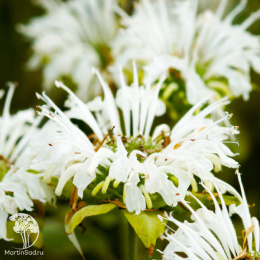 Монарда гибридная Би Брайт