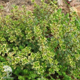 Тимьян (чабрец) лимоннопахнущий Голден Кинг