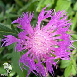 Василёк подбеленный Брайт Роуз