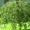 Яблоня декоративная Пендула на штамбе фото 2 