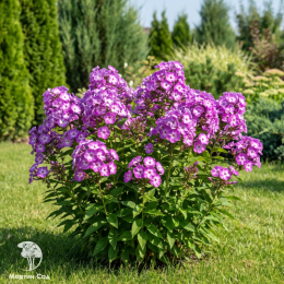 Флокс метельчатый Флейм Перпл Ай