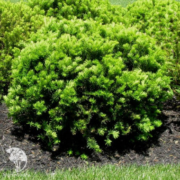 Тис средний Денсиформис