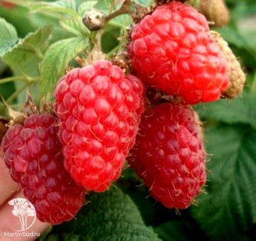 Фото Малина Киржач