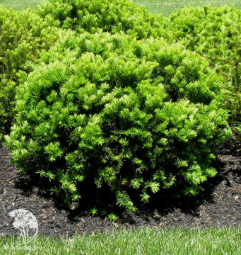 Фото Тис средний Денсиформис