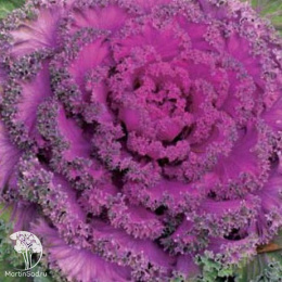 Капуста декоративная Нагойя красная F1 Саката серия Эксклюзив