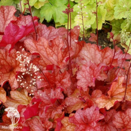 Сверхвыгодный микс! Гейхера Лаймейд + Гейхера Саузен Комфорт + Гейхера Паприка