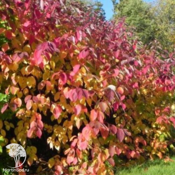 Фото Дёрен кроваво-красный Мидвинтер Файер на штамбе