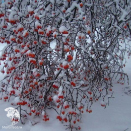 Боярышник обыкновенный Розеа
