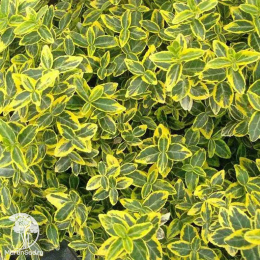 Бересклет японский Мэрике на штамбе