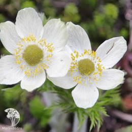 Анемона (Ветреница) канадская