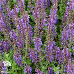 Набор для мяса тимьян Арчерс Голд + шалфей Руген