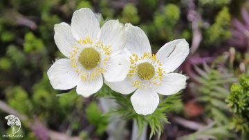 Фото Анемона (Ветреница) канадская