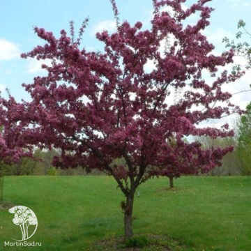 Фото Яблоня декоративная Фредерик Шопен