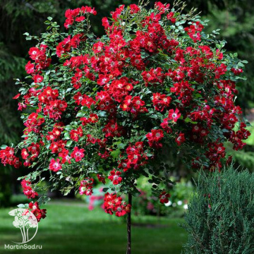 Фото Айва прекрасная Фриздорфер на штамбе