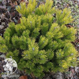 Сосна горная Швейцер Турист в контейнере