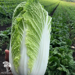 Капуста пекинская Бокал