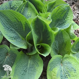 Хоста токудама Флавоцирциналис