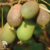 Актинидия аргута Женева + Люси + опылитель Вейки Мужской фото 3 
