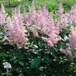 Астильба Арендса Америка