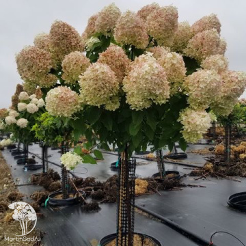 Фото Гортензия метельчатая Коттон Крем на штамбе