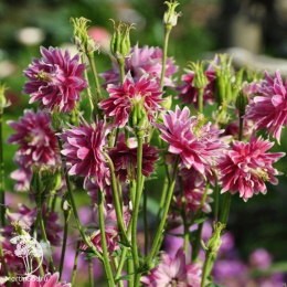 Аквилегия Нора Барлоу, смесь окрасок