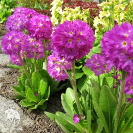 Примула мелкозубчатая Пинк