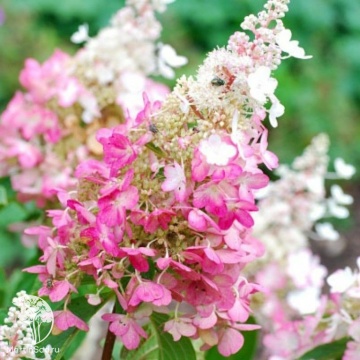 Фото Гортензия метельчатая Конфетти