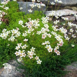 Saxifraga arendsii Alba Камнеломка Арендса Альба