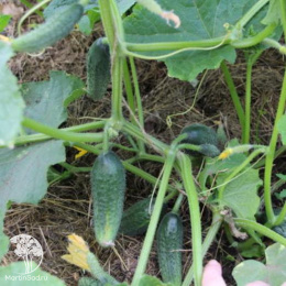 Огурец Крокодил Гена F1 --- ® Парт