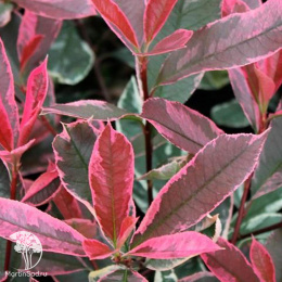 Фотиния Фразера Пинк Марбл