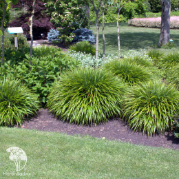 Хаконехлоа большая Гринхилс