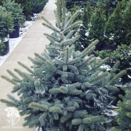 Ель голубая новогодняя Супер Блю в горшке