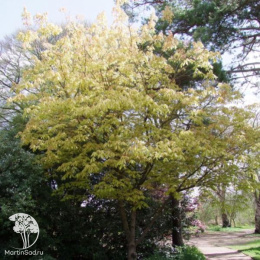 Каштан конский Эрисробластос на штамбе