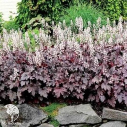 Гейхера Плам Каскад