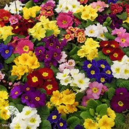 Примула высокая Смесь окрасок