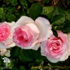 Роза чайно-гибридная Дольче Вита фото 1 