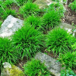 Ожика лесная Стармакер