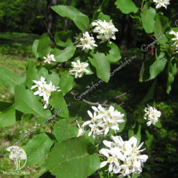 Амелосорбус Джека