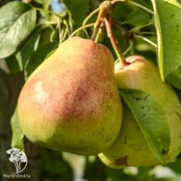 Груша Осенняя Яковлева