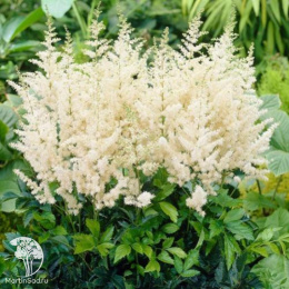 Астильба Арендса Диамант