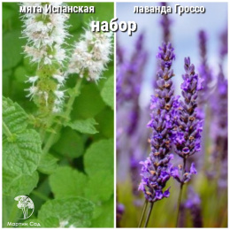 Набор для чая мята Испанская + лаванда Гроссо