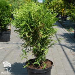 Туя западная Селена