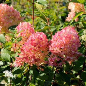 Фото Гортензия метельчатая Мэджикал Флэйм на штамбе