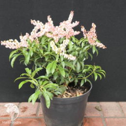 Пиерис японский Болтманс Пинк