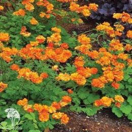 Гравилат чилийский Смесь окрасок