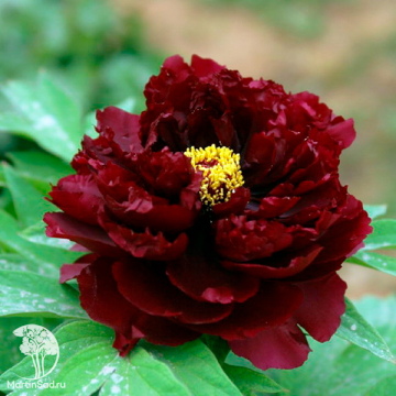 Фото Пион древовидный Черный Тигр / Черная Пантера